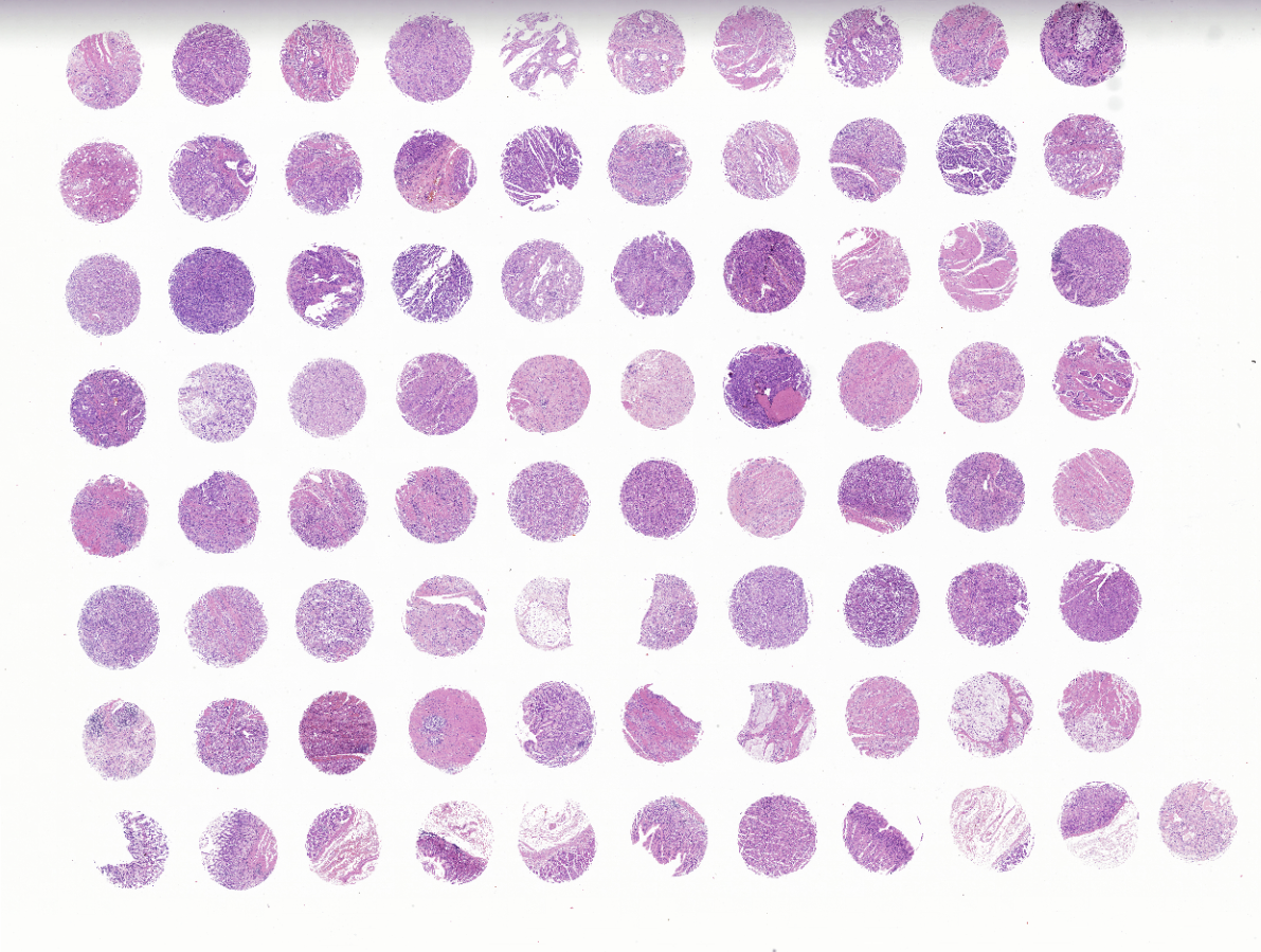 tissue microarray-DST8020